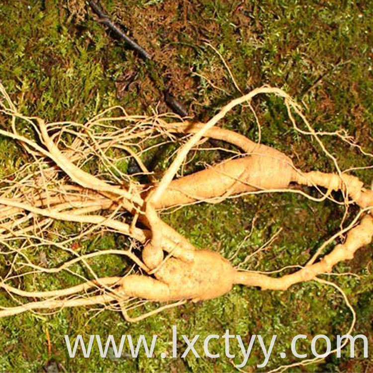 wild ginseng root tea